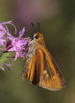 Palmetto Skipper